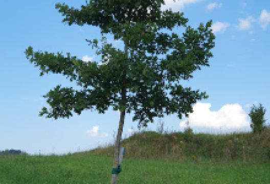 GEO Eiche景点图片