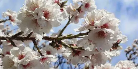 Le Jardin Botanique Frutier d'Avapessa
