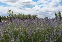 Parc de les Olors de Linyola景点图片