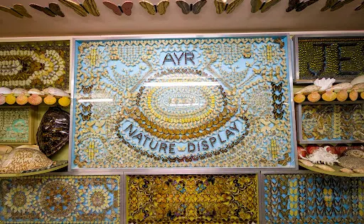 Ayr Nature Display