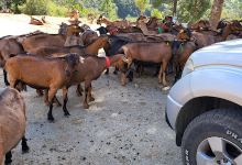 Excursions Coggia 4X4景点图片