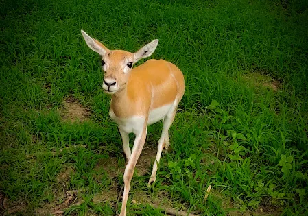 Ralamandal Wildlife Sanctuary