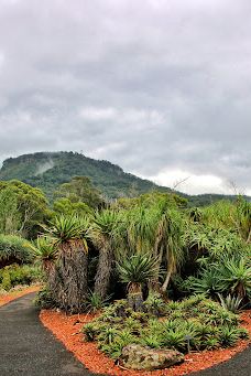 卧龙岗植物园-Keiraville