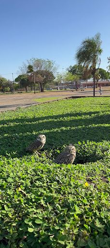 Sunflower Square-帕尔马斯