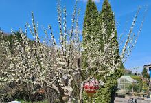 Gartenfreunde Oberkochen e.V.景点图片