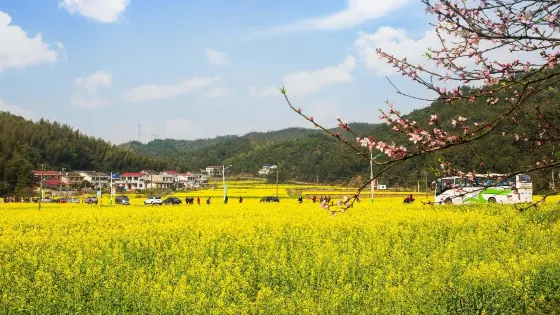 洞田花海