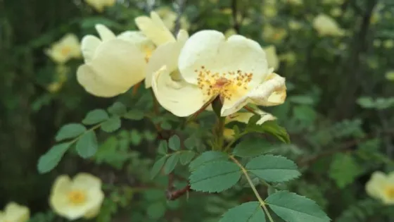 東嶺森林公園