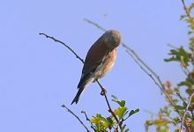 RSPB Bee Eaters Viewpoint景点图片