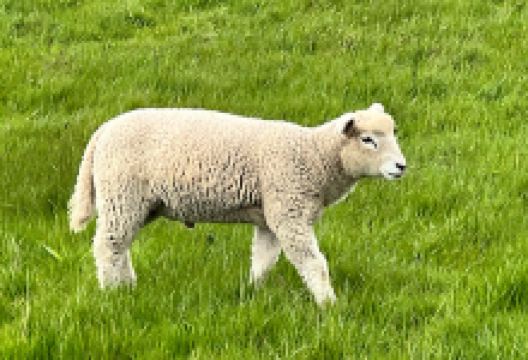 Treppeneinstieg Wattenweg景点图片