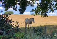 Government Paddock/Stockade Reserve景点图片