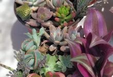 Casita de las suculentas y cactus景点图片
