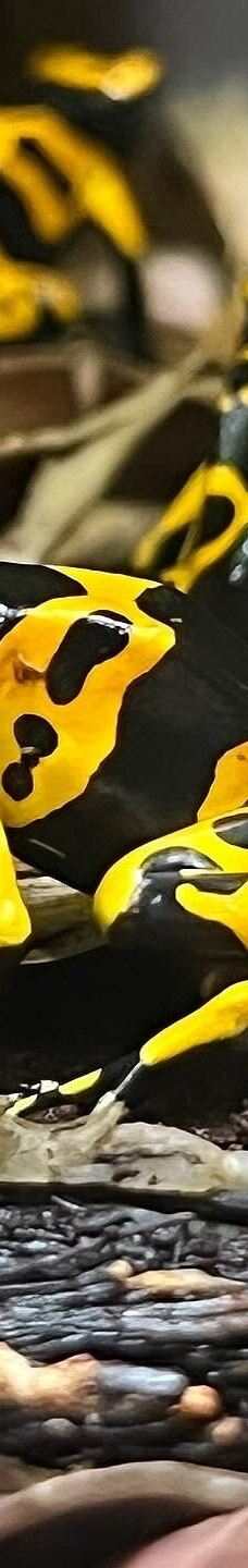 曼彻斯特博物馆-曼彻斯特