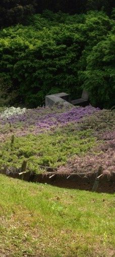 河内藤园-北九州