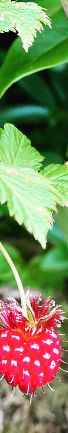 Glacier Gardens Rainforest Adventure-朱诺