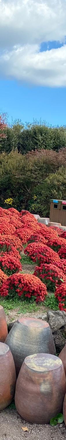 休爱里自然生活公园-西归浦市