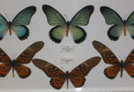 Museo Mariposas del Mundo景点图片