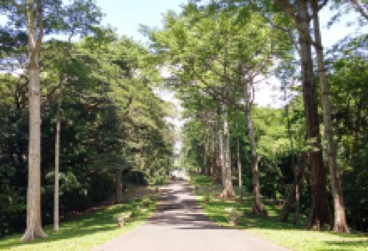 Purwodadi Botanical Garden - LIPI景点图片