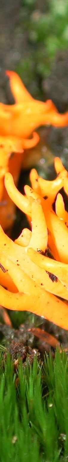 Avon Heath Country Park-圣艾夫斯