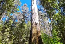 Tall Trees Walk景点图片