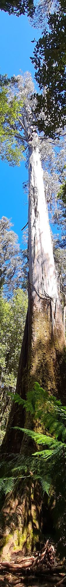 Tall Trees Walk-Mount Field