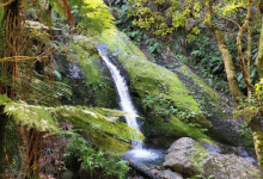 Moss Creek Track景点图片