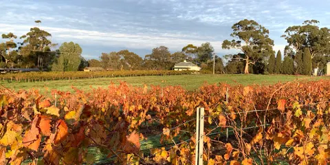 The Willows Vineyard