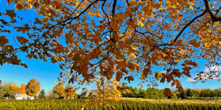 Comfort Maple Conservation Area