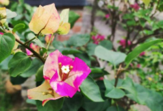 Laman Zaidi景点图片