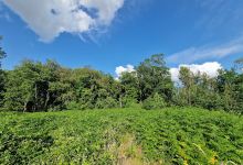 Chazey Wood景点图片