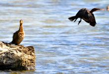 Rezervatia de cormoran pitic景点图片