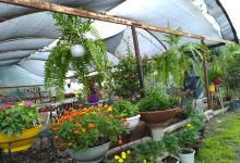 Vivero La Floresta购物图片