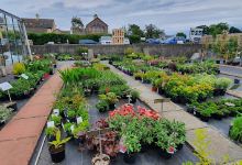 Cottown Nurseries购物图片