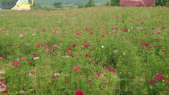 邵陽市新塘花海