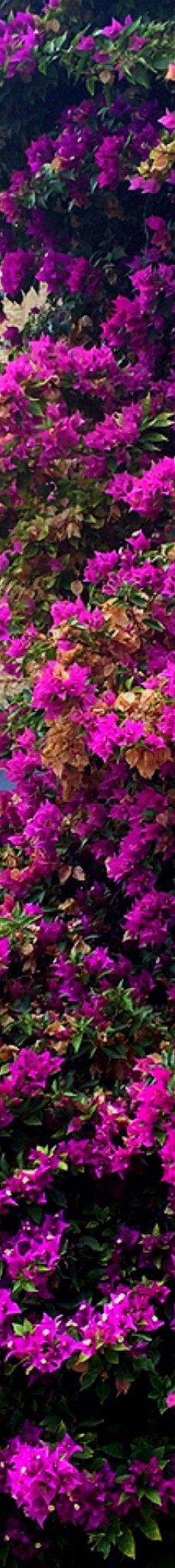 蒙蒂菲奥里风车-耶路撒冷