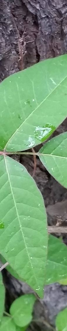 Point Lookout State Park-圣玛丽县