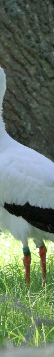 Öland Zoo and Amusement Park-默尔比隆阿