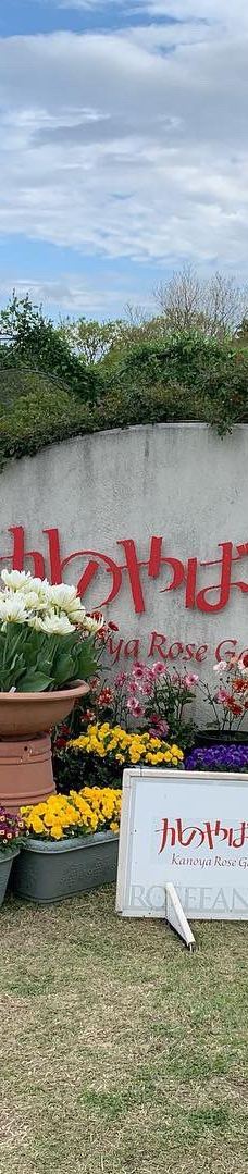 日本最大 鹿屋玫瑰园-鹿屋市