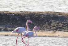 Las Marismas del Guadalquivir景点图片