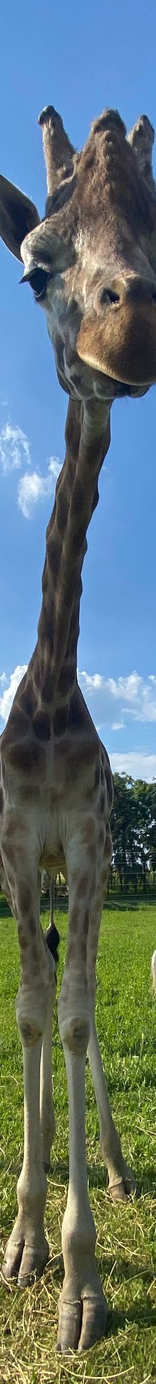 Kimba Elefánt Park-哲里区