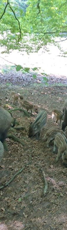 ErlebnisWald Trappenkamp-Daldorf