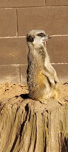 Twycross Zoo-阿瑟斯通