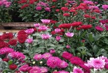 Fz florist购物图片