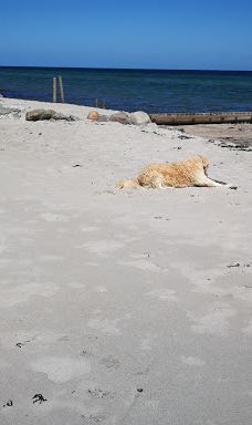 Åbent skovareal ved Nyborg-尼堡