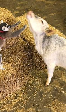 PAWsitively Wild Animal Encounters-阿托卡县