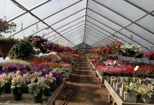 Sprucedale Gardens Greenhouse & Nursery购物图片