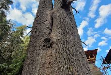 Ardhanaareeshvar devdaar tree (aprox 900 years old)景点图片