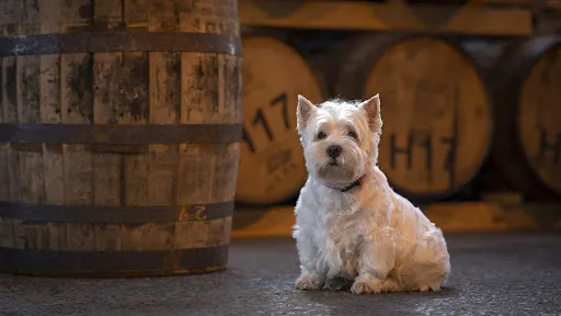 Launceston Distillery