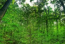 Cadillac Woods Campground景点图片