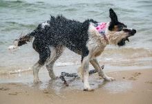 Hundestrand Ahlbeck景点图片