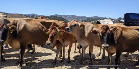 Achadinha Cheese Company